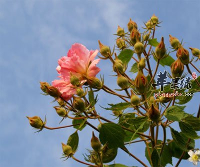 大叶芙蓉原植物
