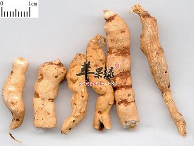 中药材大戟.jpg