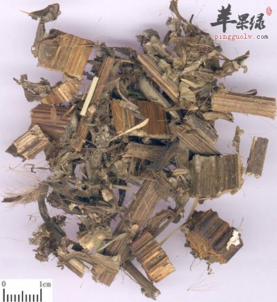 药材大戟.jpg