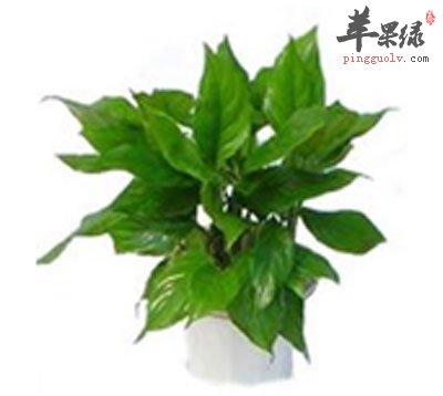 大叶万年青原植物.jpg
