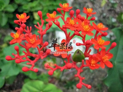 独脚乌扣原植物.jpg