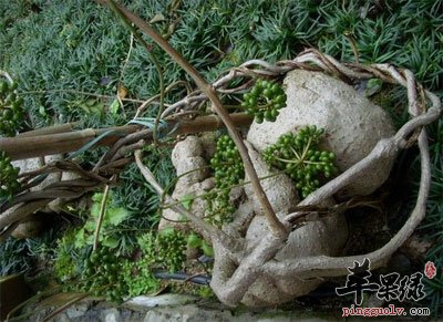 独脚乌扣植物.jpg