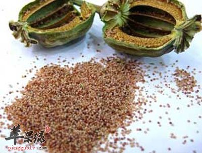 罂粟壳的功效与作用及食用方