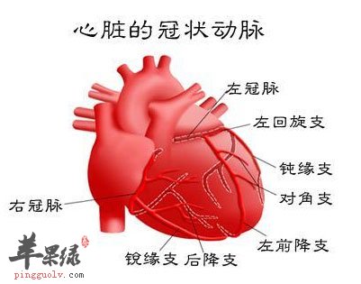 心脏的冠状动脉
