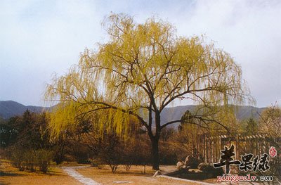 秋天的垂丝柳.jpg