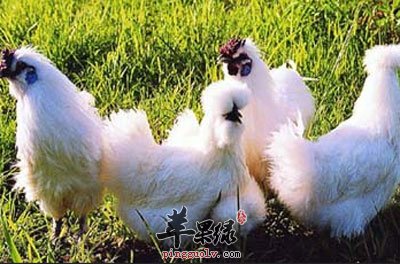 乌鸡聚会.jpg