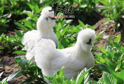 散放的乌鸡.jpg