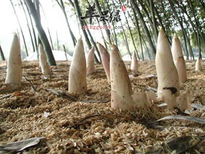 冒尖的竹笋.jpg