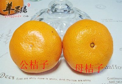 公桔子和母桔子.jpg