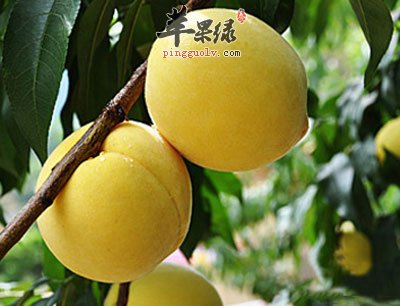 树上的黄桃.jpg