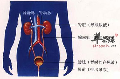 泌尿系统的变化