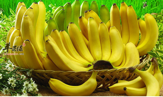 多吃香蕉可以防止抑郁_苹果绿