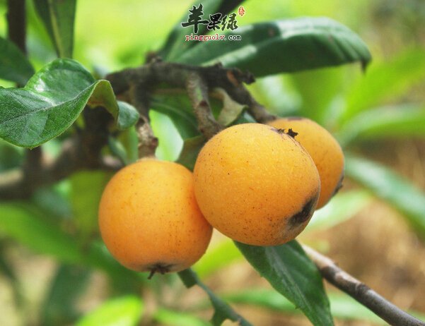 适合宝宝吃的枇杷做法