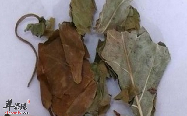 巴豆叶的功效与作用