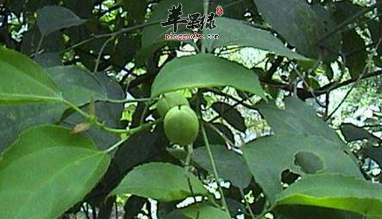 巴豆叶的功效与作用