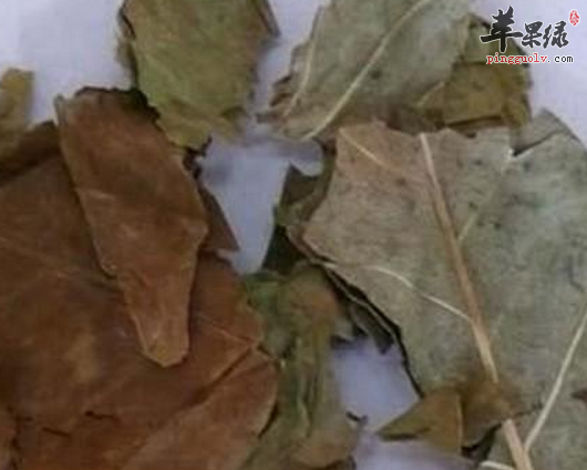 巴豆叶的功效与作用