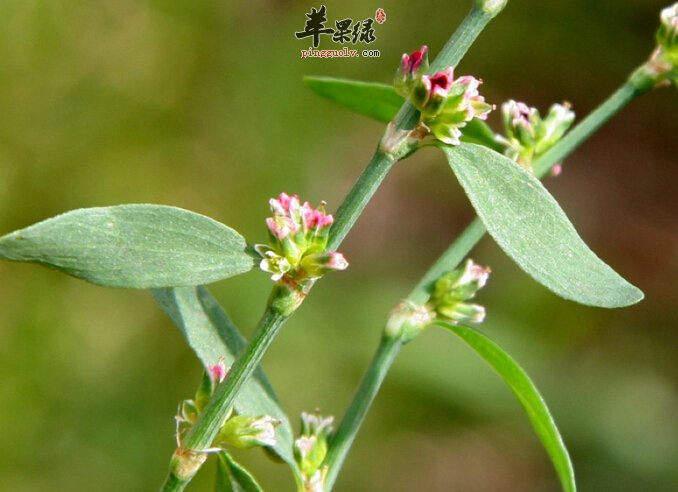 扁蓄菜的功效与作用