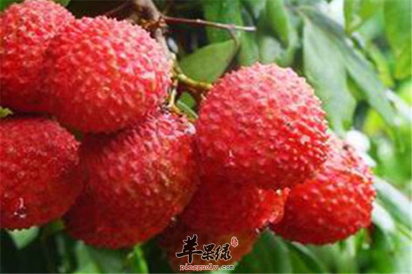 男性补肾应该吃荔枝