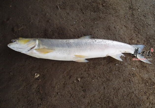 《本草纲目》中写到"鱤鱼生江湖中,体似鲤而腹平,头似鲩而口大,颊似