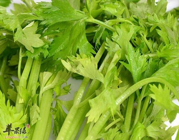 芹菜的营养价值_芹菜的功效与作用及食用方法