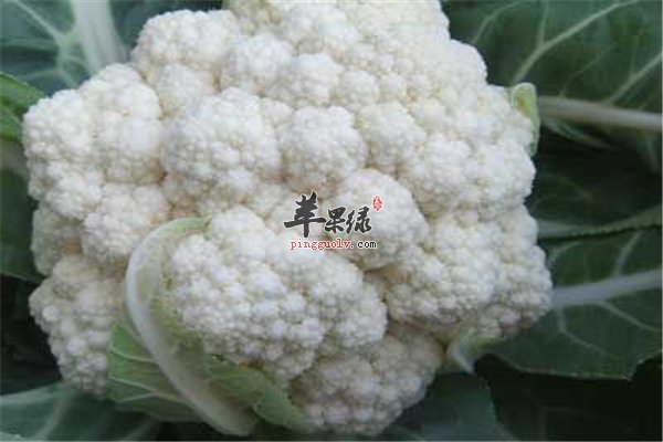 关于菜花的好处大家都了解了吧,其实高血压的人是最好不要吃花菜的