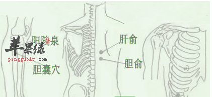 胆俞穴位位置图