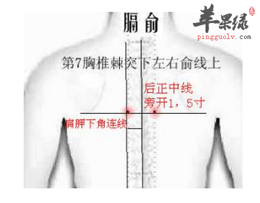 膈俞穴位位置图_膈俞穴的功效与作用_按摩手法_苹果绿