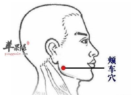 颊车穴位位置图