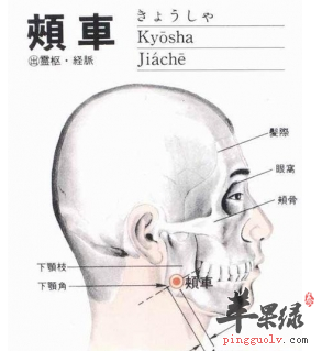 颊车穴位位置图