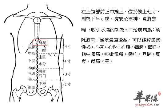 鸠尾穴位位置图