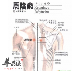 厥阴俞穴位位置图