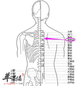 厥阴俞穴位位置图