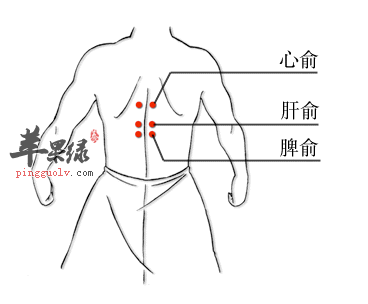 脾俞穴位位置图