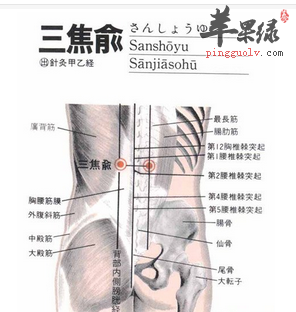 三焦俞穴位位置及图片_三焦俞穴的功效与作用_按摩手法