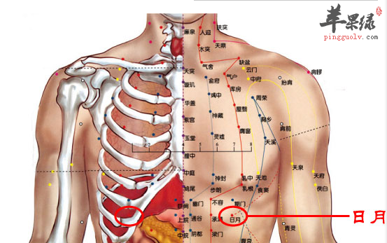 日月穴位位置图
