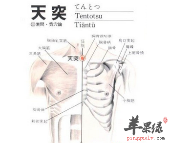 天突穴位位置图