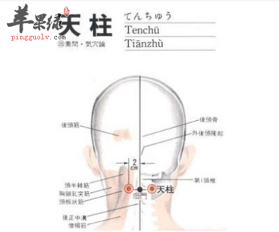 男士拔罐后背位置图解_图解大全