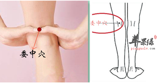 委中穴位位置图