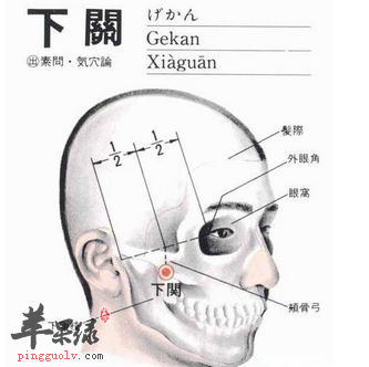 下关穴位位置图_下关穴的功效与作用_按摩手法_苹果绿