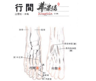 中医养生  目录 行间穴位位置图 行间穴在足背侧,当第1,2趾间,趾蹼缘