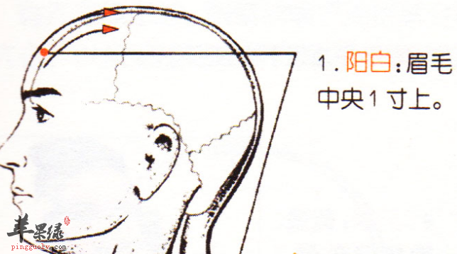 阳白穴的位置及图片_阳白穴的功效与作用_按摩手法