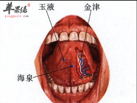 金津穴位位置图 金津穴在口腔内,当舌系带两侧静脉上,左为金津,右为