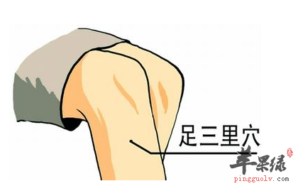 足三里穴位位置图