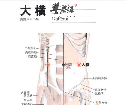 大横穴位位置图_大横穴的功效与作用_按摩手法_苹果绿