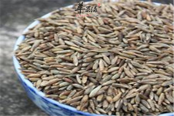 孕妇能不能吃青稞