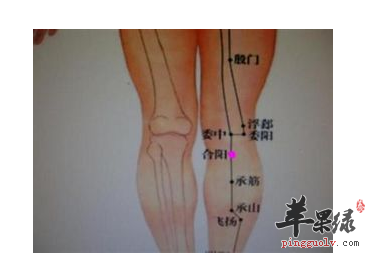 合阳穴位位置图