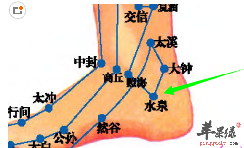 水泉穴位位置图