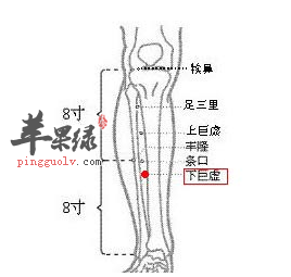 下巨虚穴位位置图