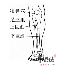 下巨虚穴位位置图(一)