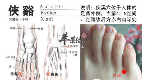 侠溪穴穴位位置图_侠溪穴的功效与作用_疗法及注意事项